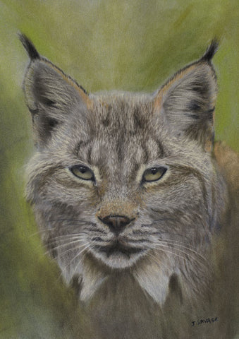 Lynx