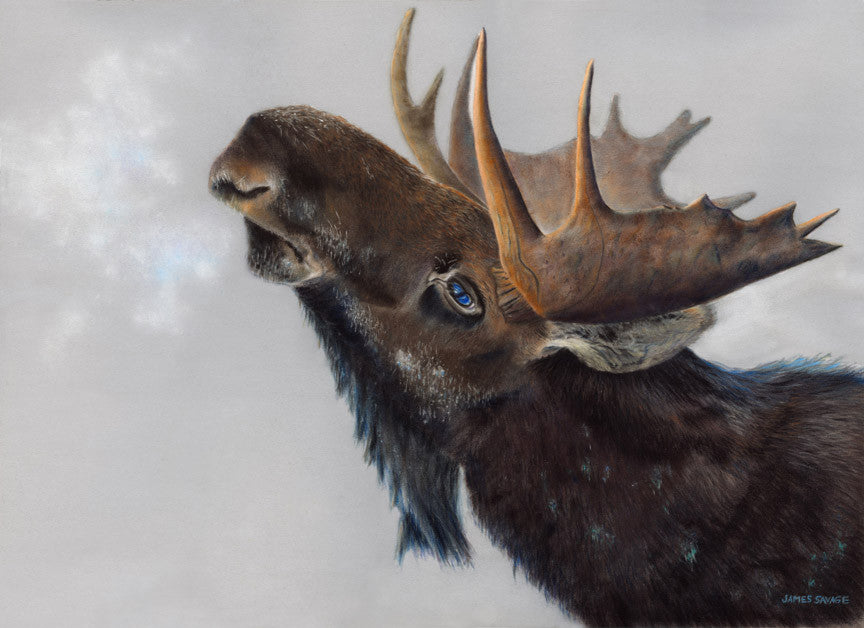 Winter moose